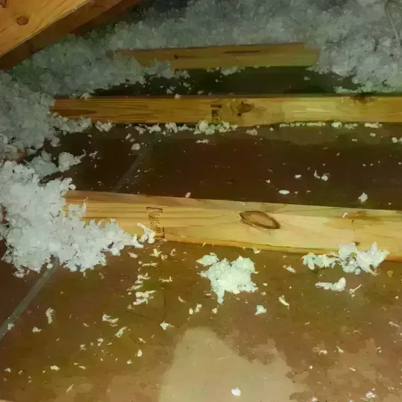 Best Attic Water Damage Service in Highland City, FL